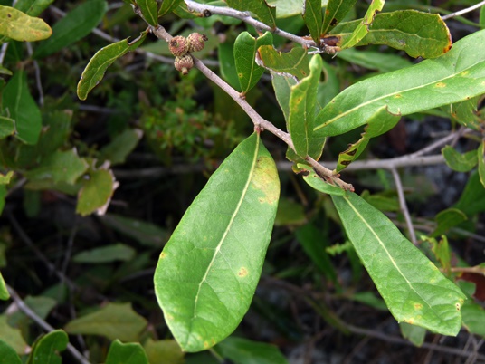 {Quercus elliottii}